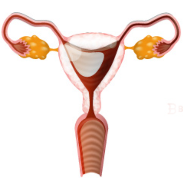 SR_feminino.png